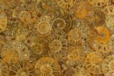 Composite Plate Of Agatized Ammonite Fossils #130583-1